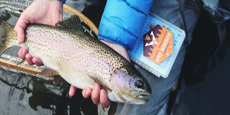 trout fish