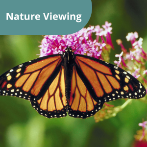 A monarch in nature